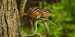 Does Chipmunks Climb Trees?