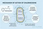 Does Chlorhexidine Kill Yeast?