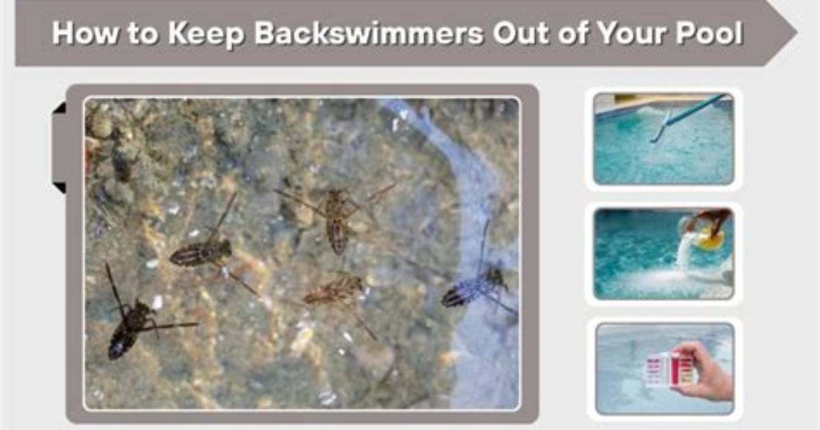 Does Chlorine Kill Backswimmers?