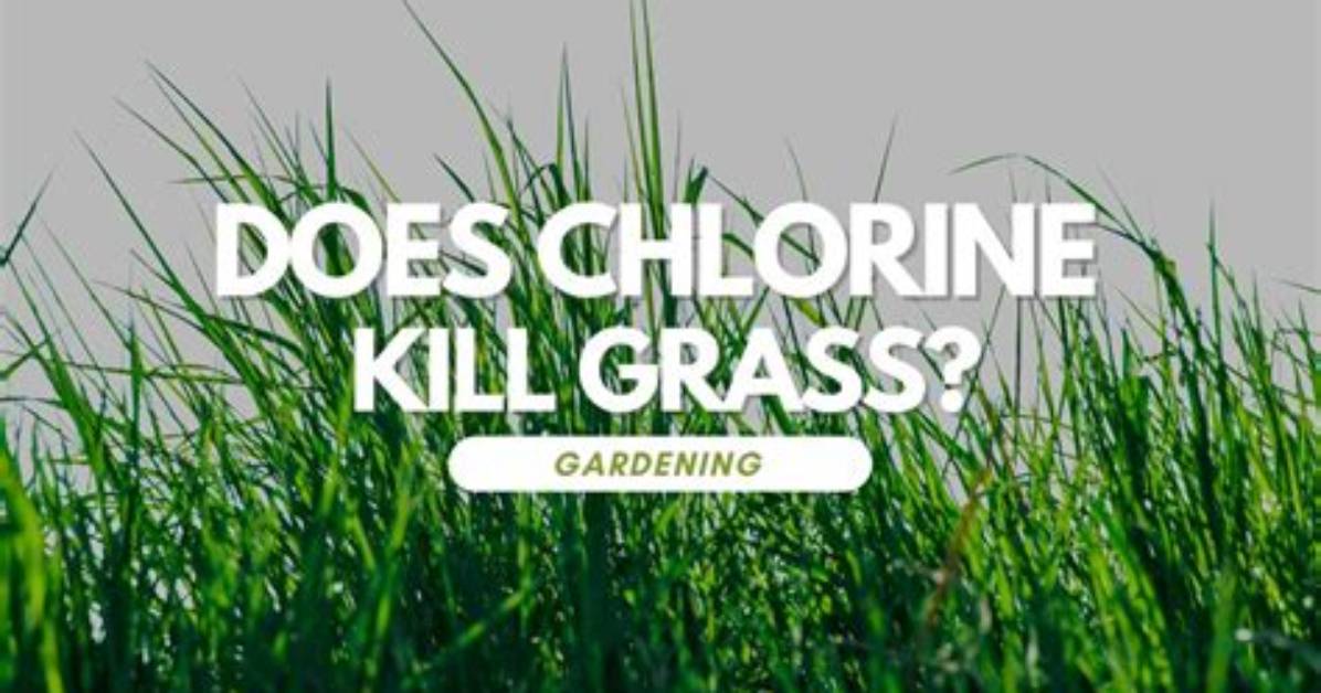 Does Chlorine Kill Grass?