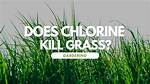 Does Chlorine Kill Grass?