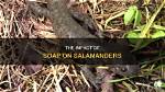 Does Chlorine Kill Salamanders?