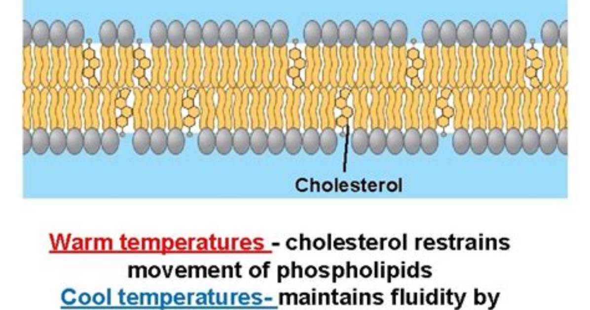 Does Cholesterol Reduce Membrane Fluidity?