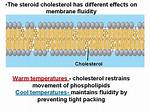 Does Cholesterol Reduce Membrane Fluidity?