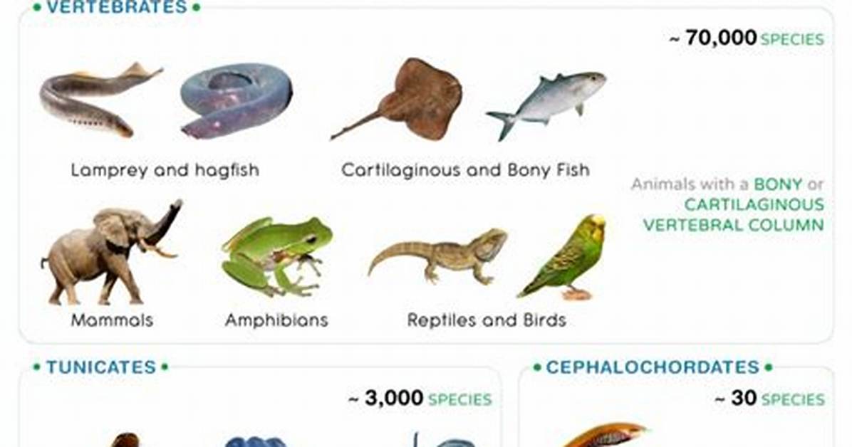 Does Chordates Have Backbones?