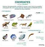 Does Chordates Have Backbones?