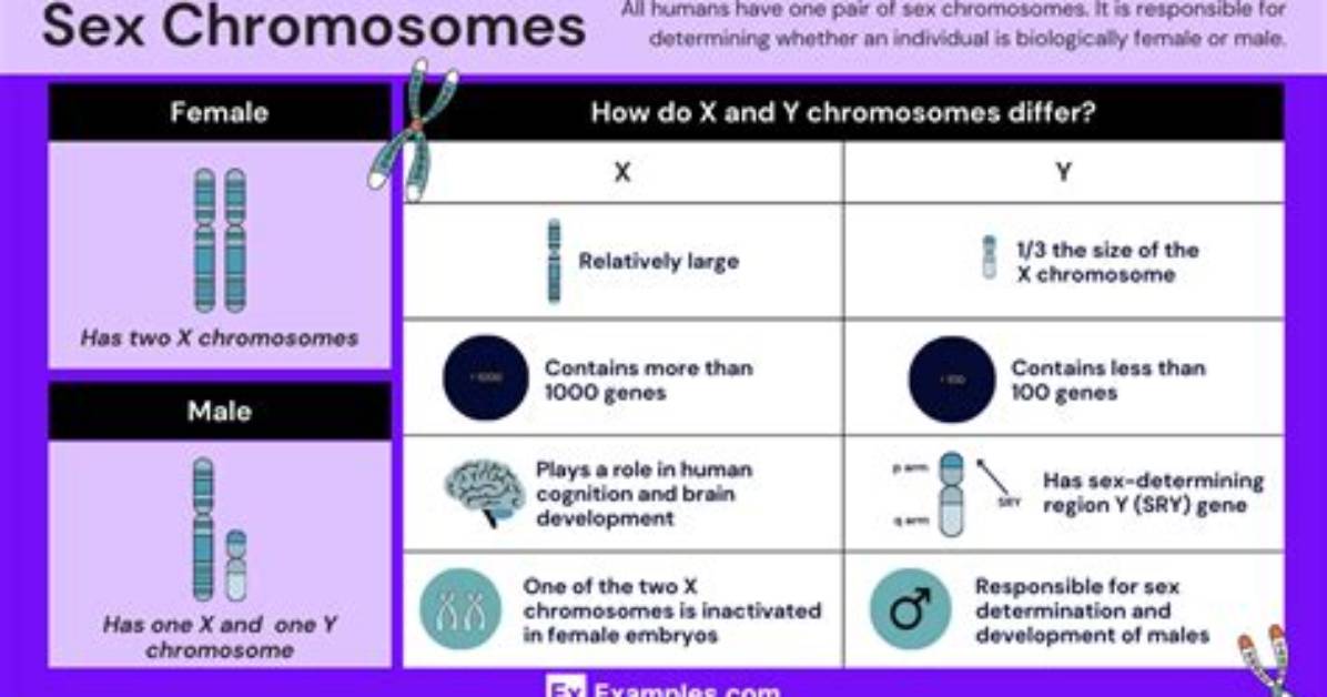 Does Chromosomes Define Gender?