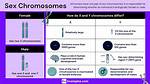 Does Chromosomes Define Gender?
