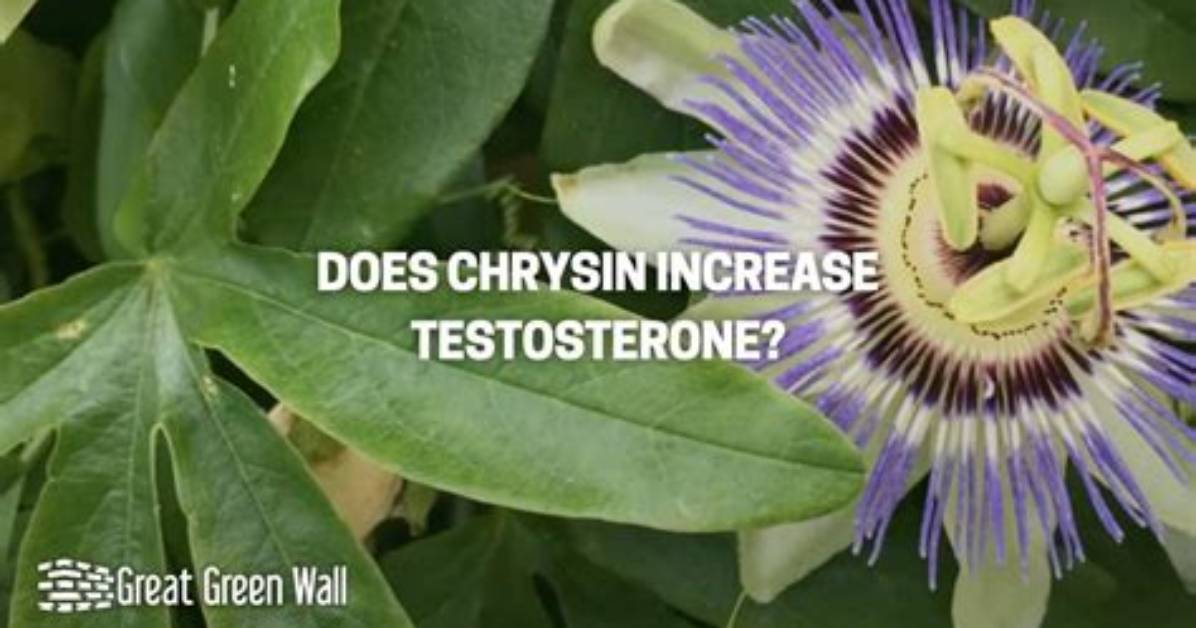Does Chrysin Increase Testosterone?