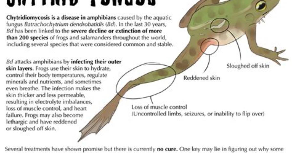 Does Chytrid Affect Frogs?