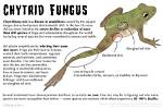 Does Chytrid Affect Frogs?
