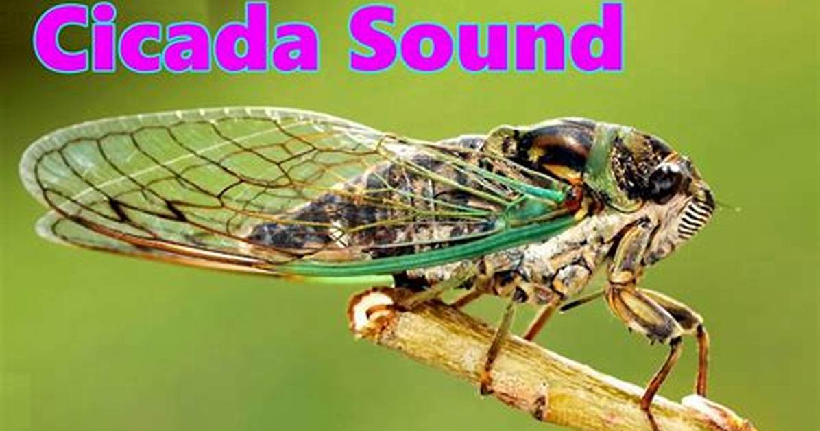 Does Cicadas Make Noise?
