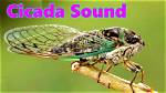Does Cicadas Make Noise?