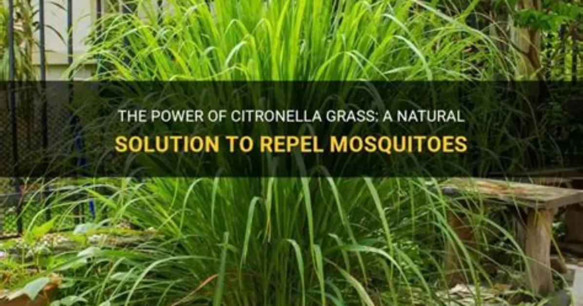 Does Citronella Repel Midges?