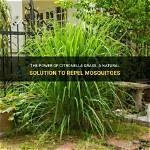 Does Citronella Repel Midges?