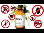 Does Citronella Repel Ticks