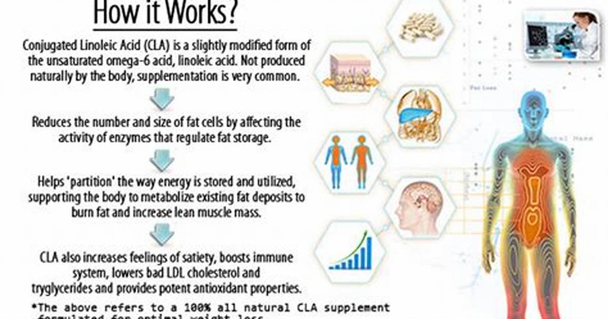 Does Cla Work