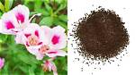 Does Clarkia Self Seed?