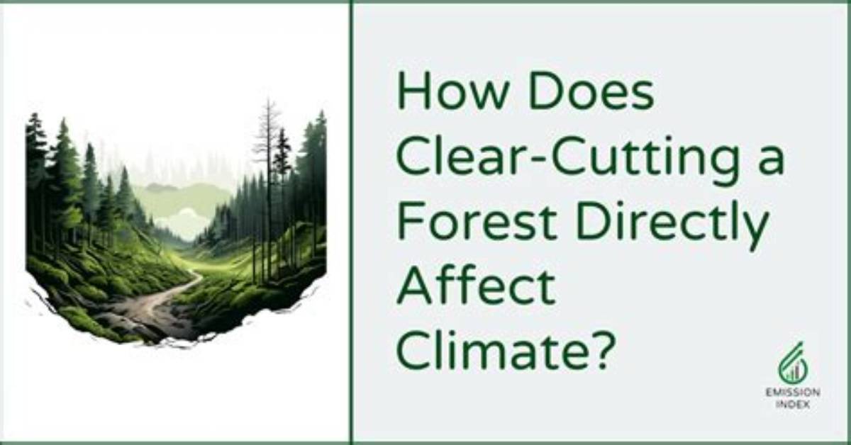 Does Clear Cutting Affect the Soil?