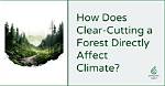 Does Clear Cutting Affect the Soil?