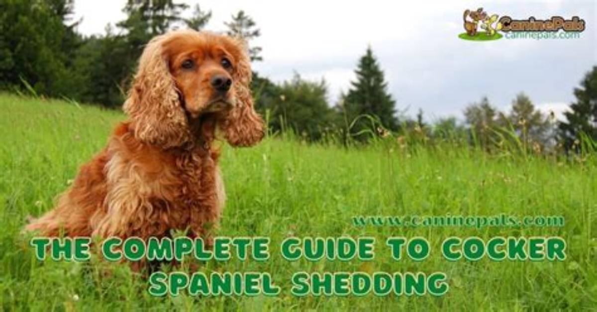 Does Cocker Spaniel Shed?