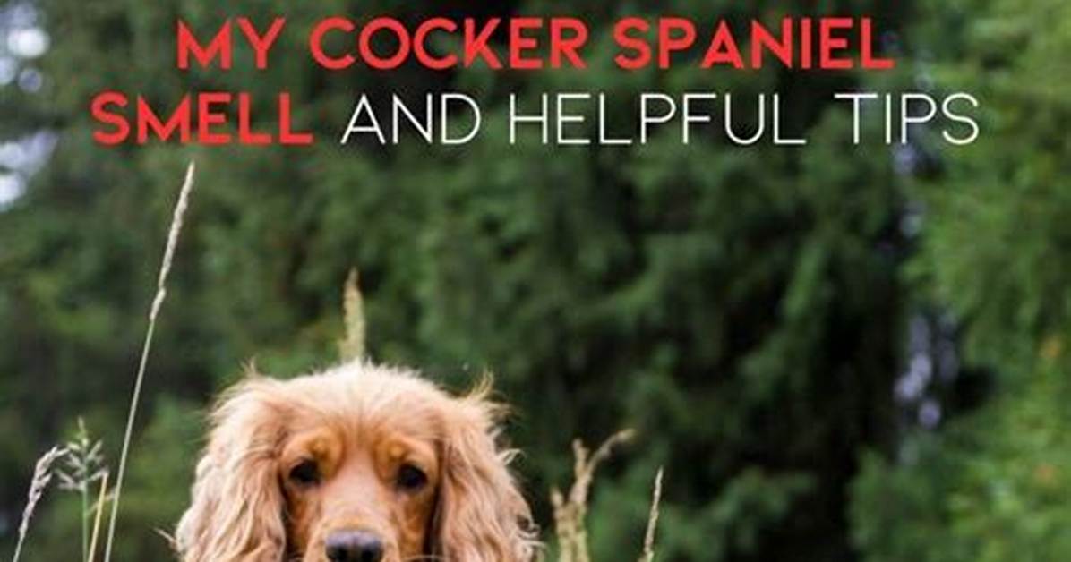 Does Cocker Spaniel Smell?