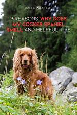 Does Cocker Spaniel Smell?
