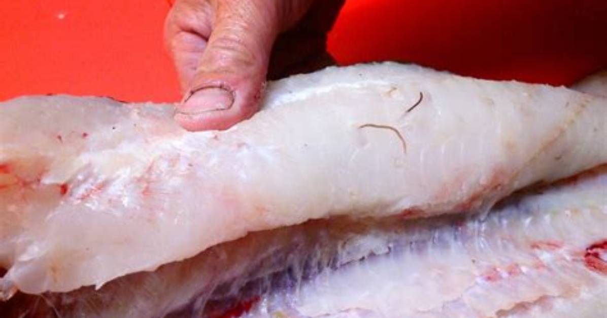 Does Cod Have Worms?