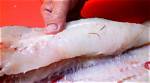 Does Cod Have Worms?