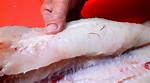 Does Codfish Have Worms?