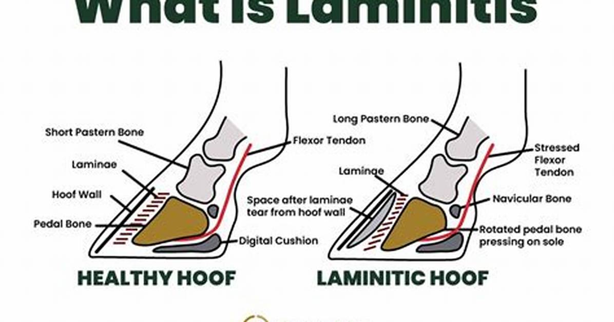 Does Cold Hosing Help Laminitis?