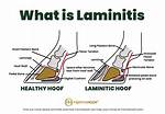 Does Cold Hosing Help Laminitis?