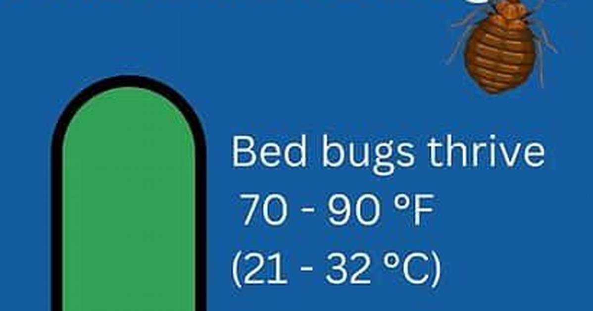 Does Cold Kill Bed Bugs