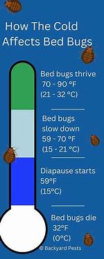 Does Cold Kill Bed Bugs