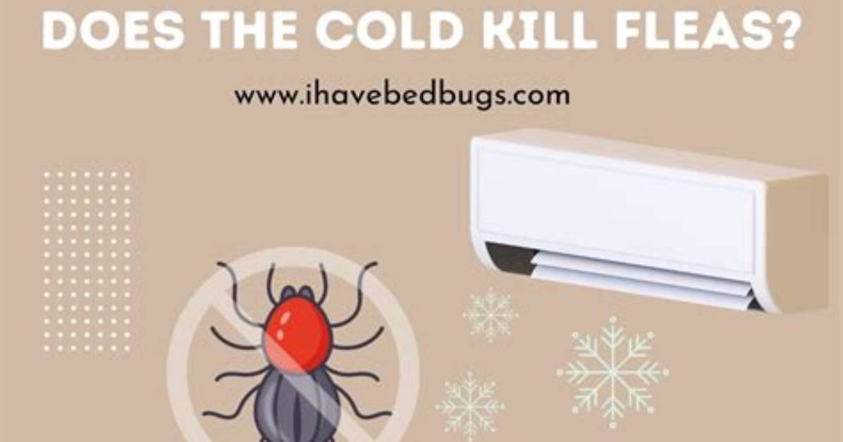 Does Cold Kill Fleas?