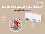 Does Cold Kill Fleas?