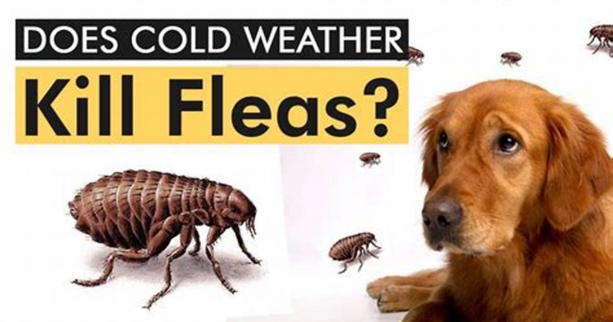 Does Cold Weather Kill Fleas?