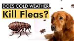 Does Cold Weather Kill Fleas?