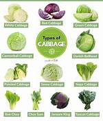 Does Cole Mean Cabbage