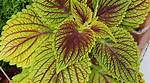 Does Coleus Like Sun?