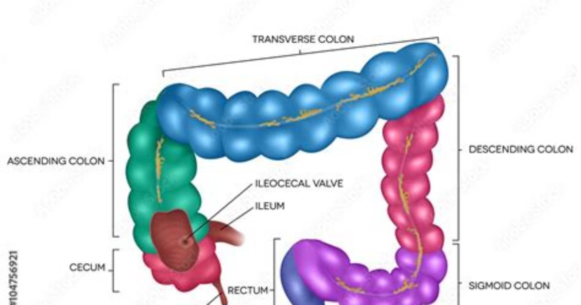 Does Colonoscopy Include Ileum?