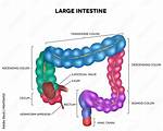 Does Colonoscopy Include Ileum?