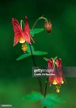 Does Columbine Have Nectar