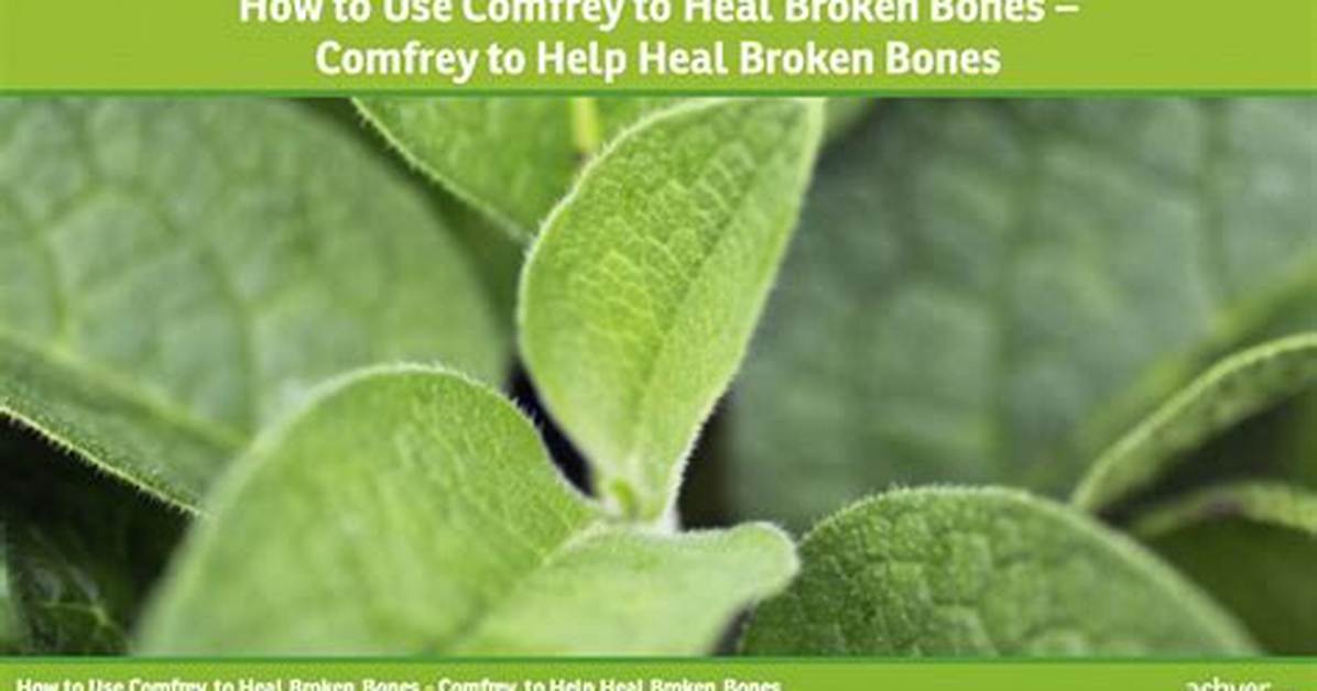 Does Comfrey Heal Broken Bones?