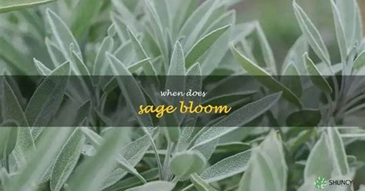 Does Common Sage Bloom? | Contextresponse. Com