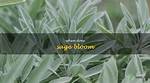 Does Common Sage Bloom? | Contextresponse. Com