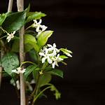Does Confederate Jasmine Attract Bees