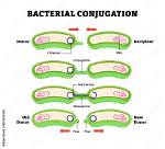 Does Conjugation Require a Pilus?