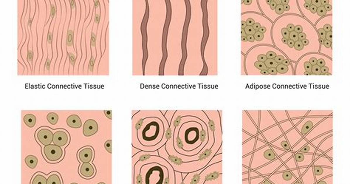Does Connective Tissue Contract?