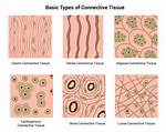 Does Connective Tissue Contract?